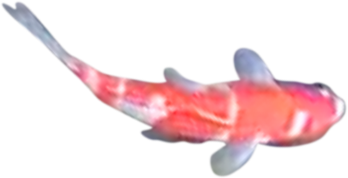 bigfish